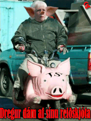 Johanna--pig-on-cycle